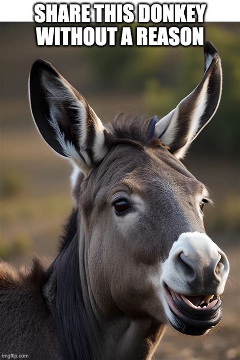 donkey meme pic